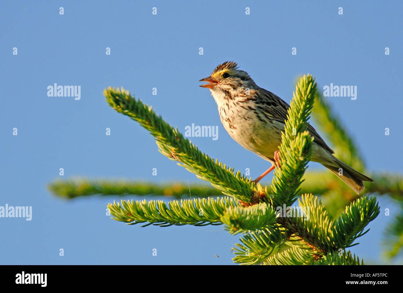 Savanna Sparrow in a tree singing Stock Photo