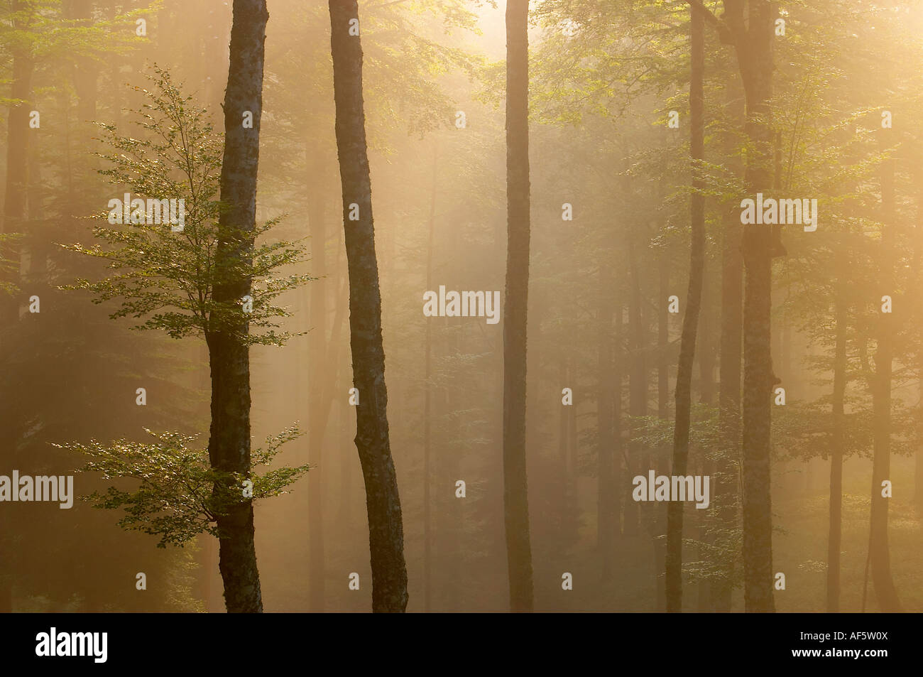 Hayedo con niebla al amanecer,  Selva de Irati Navarra Spain. Beech Forest with mist at dawn, Iraty Forest, Navarre, Spain. Stock Photo