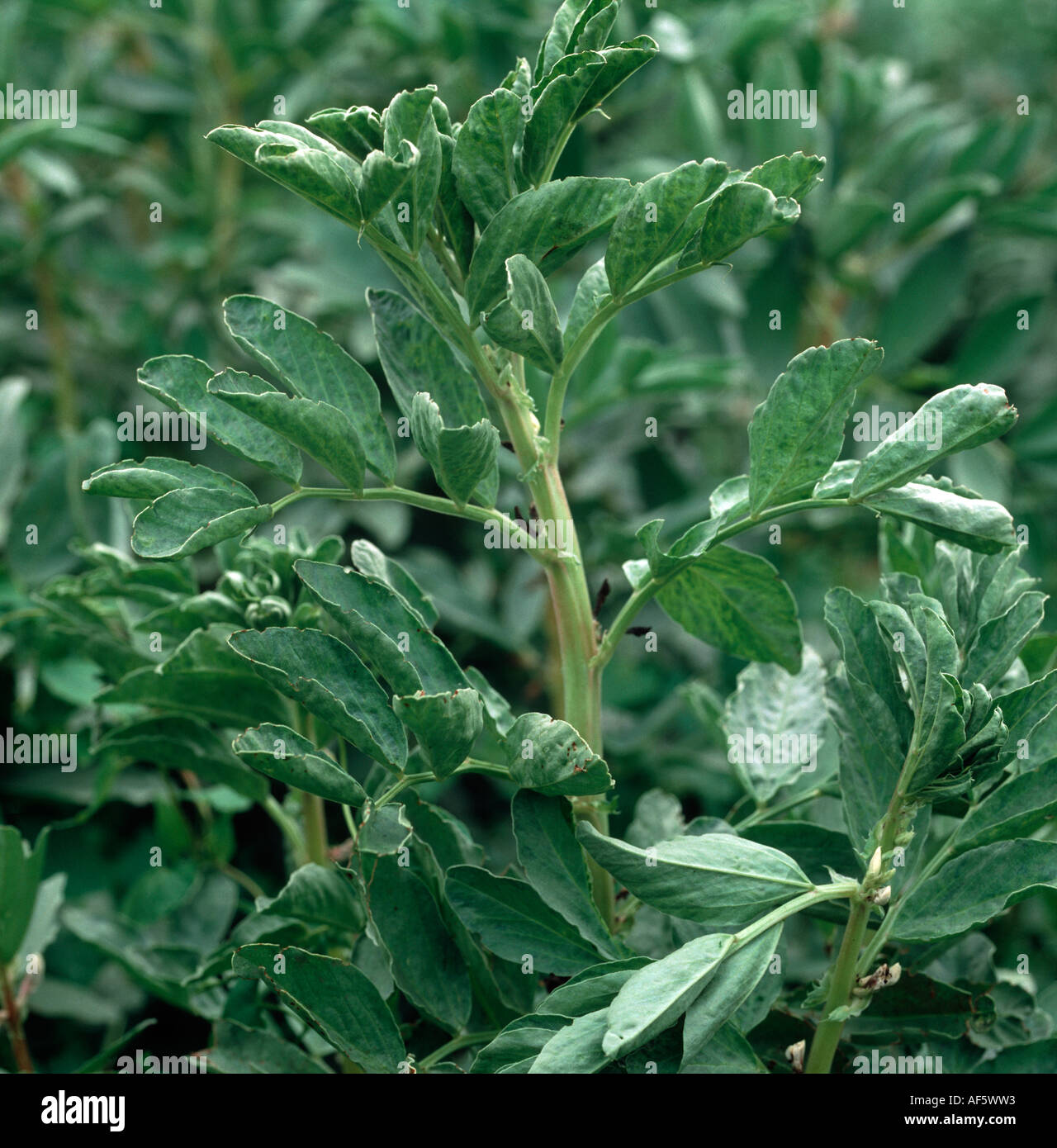 PEMV pea enation mosaic virus symptoms on field beans Stock Photo - Alamy