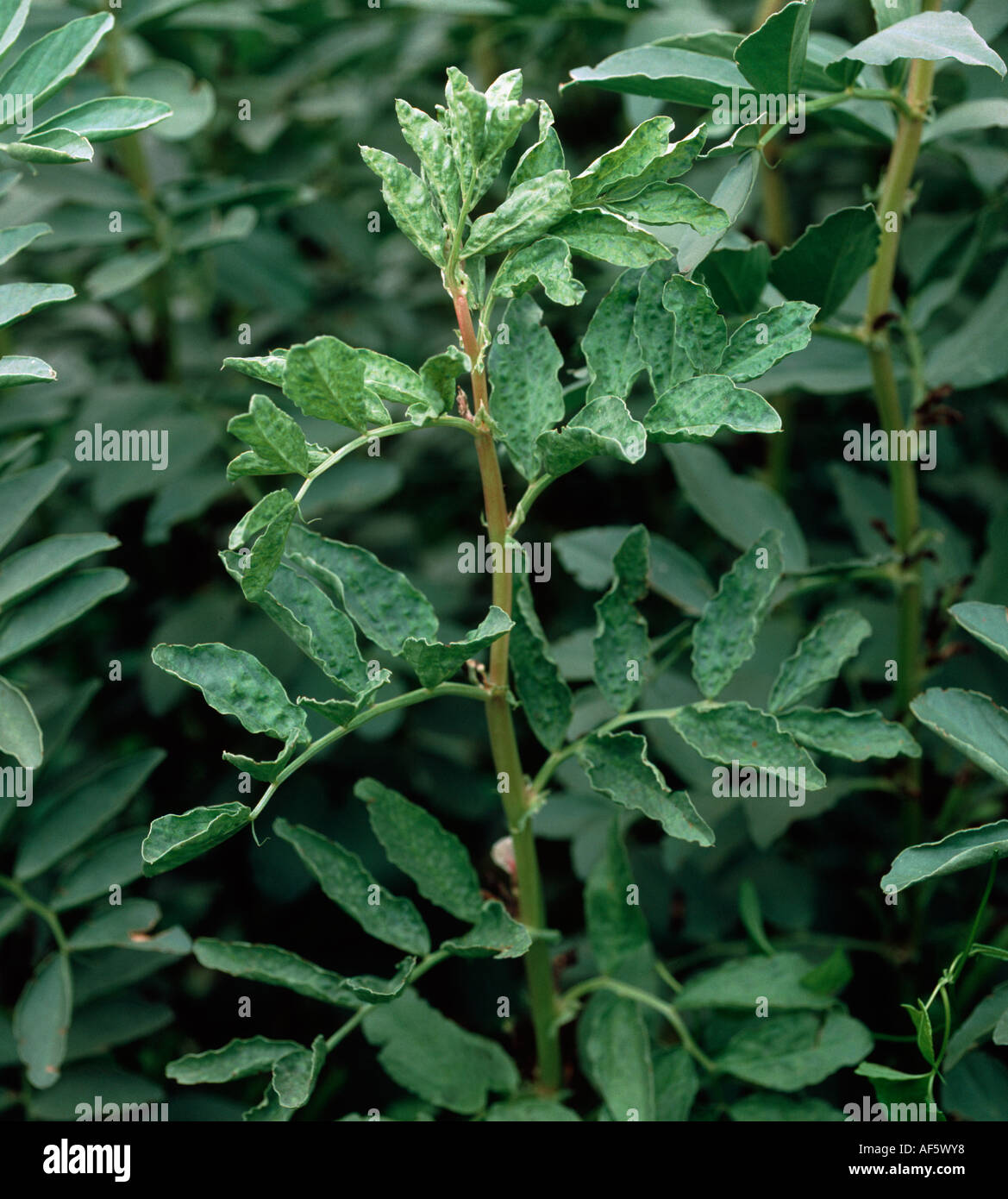 Pea enation mosaic hi-res stock photography and images - Alamy