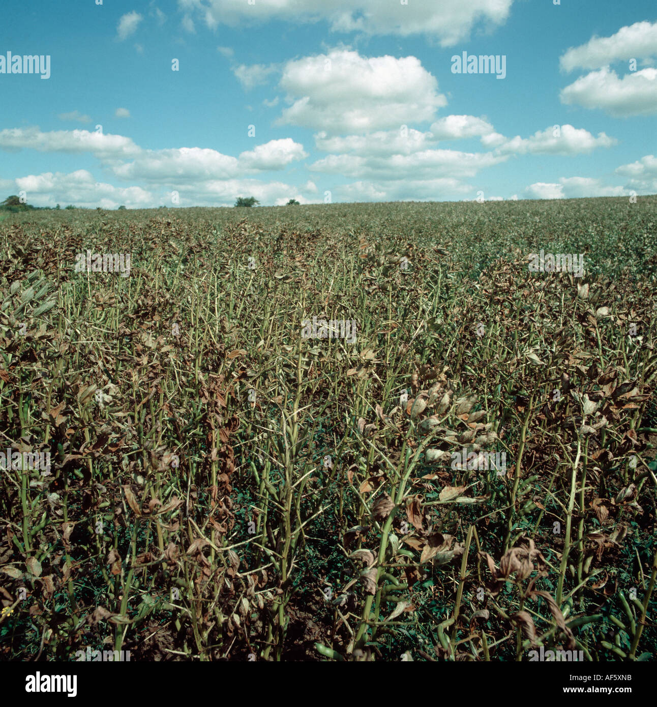 Severe infection of bean rust Uromyces viciae fabae on a field bean crop in pod Stock Photo