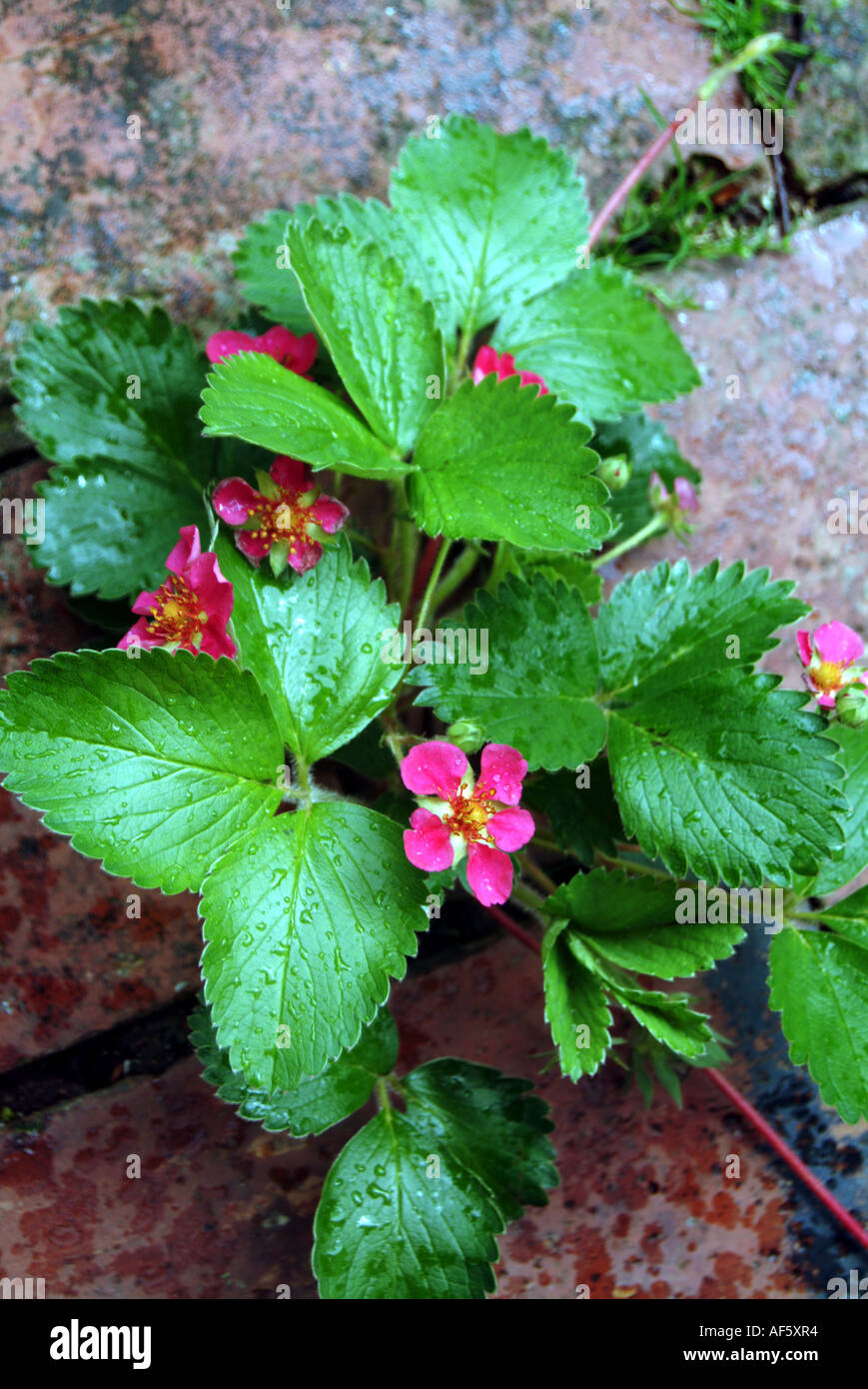Wild Strawberry Plant In Bloom Stock Photo - Alamy