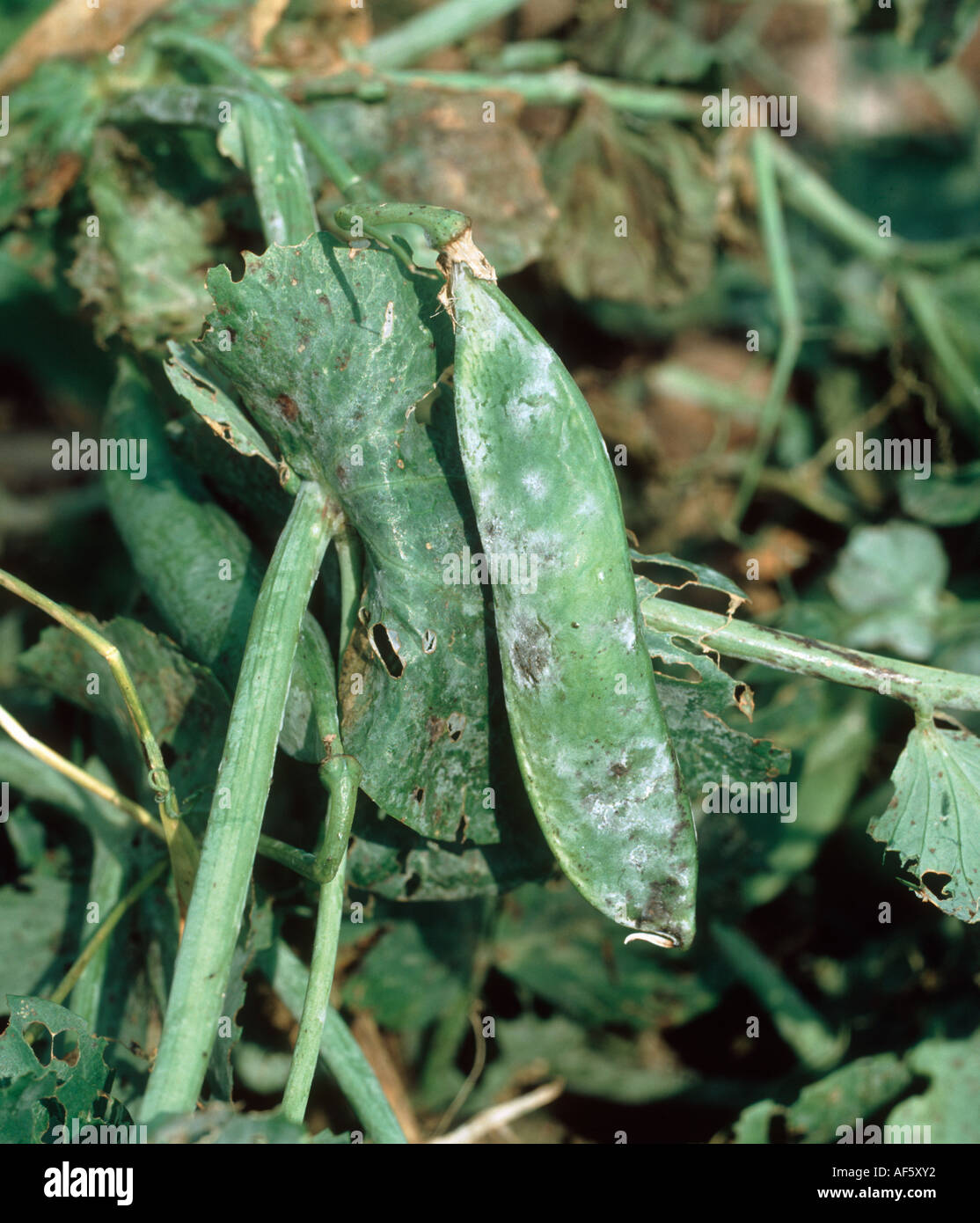 Powdery mildew (Erysiphe pisi) pod infection on a pea plant Stock Photo
