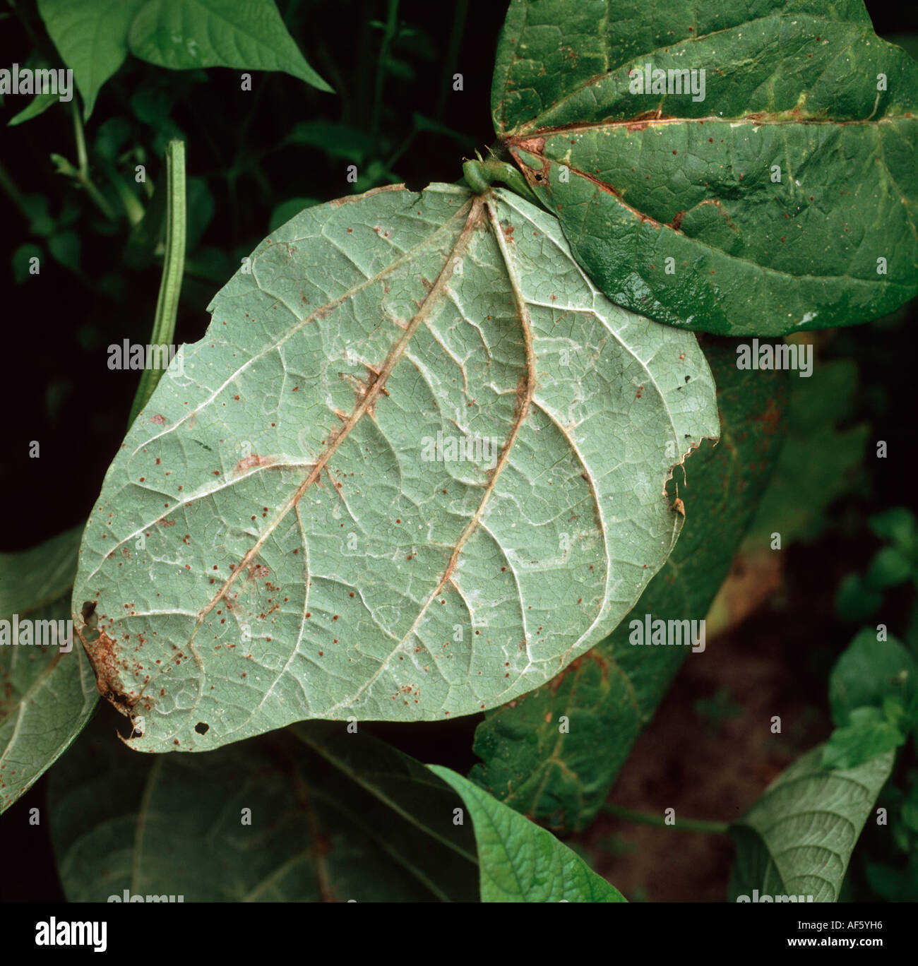 Bean anthracnose Colletotrichum lindemuthianum symptoms on Phaseolus bean leaf underside Stock Photo