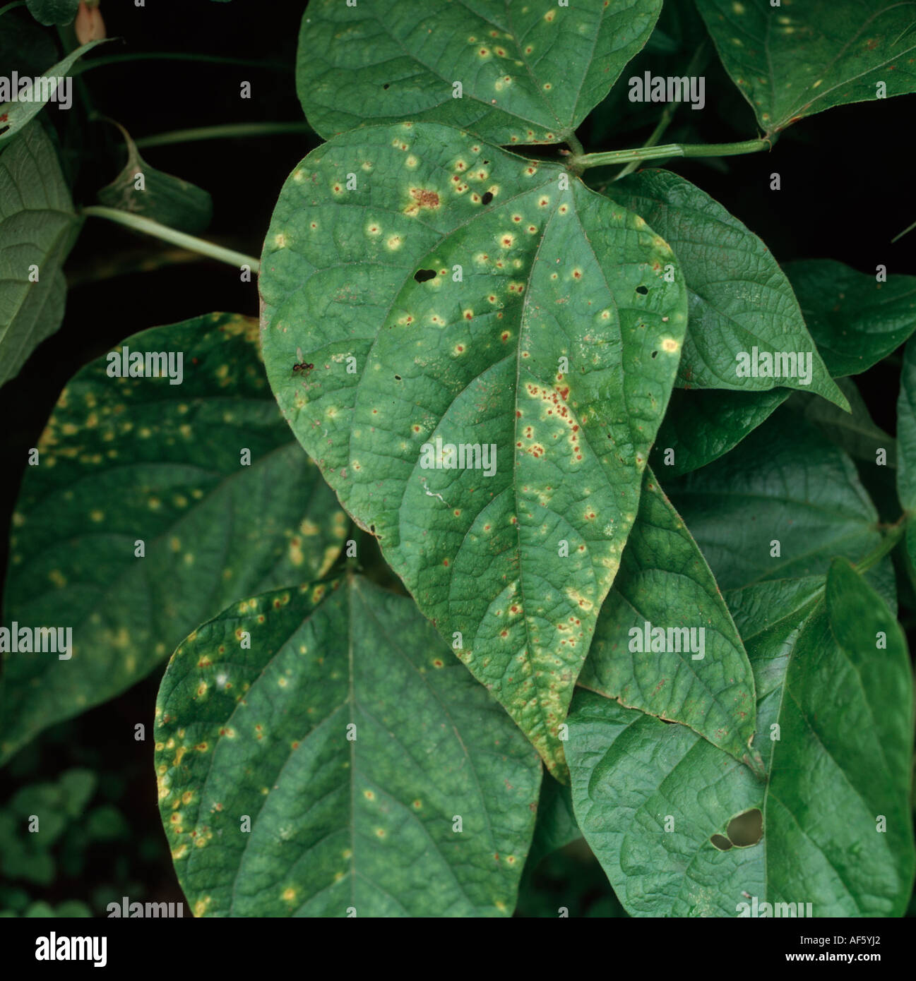 Phaseolus bean rust Uromyces appendiculatus pustules on green bean leaf upper surface Stock Photo