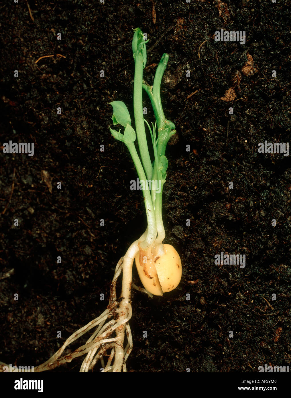 Multiple shoots produced from pea seeds with marsh spot manganese deficiency Stock Photo