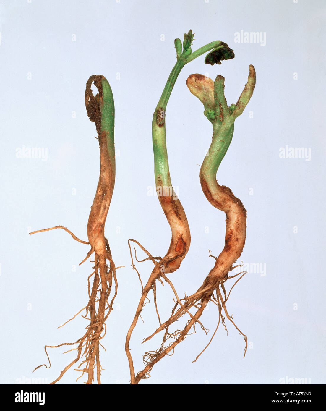 Pea bean seed fly Delia platura damage to germinating green beans Stock