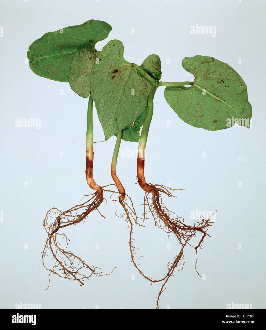 Stem rot Rhizoctonia spp on the stem base of seedling green bean plants Stock Photo