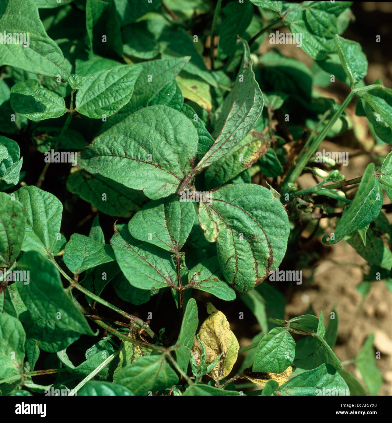 Leaf spot Ascochyta bolthauseri damage to green bean plant Stock Photo