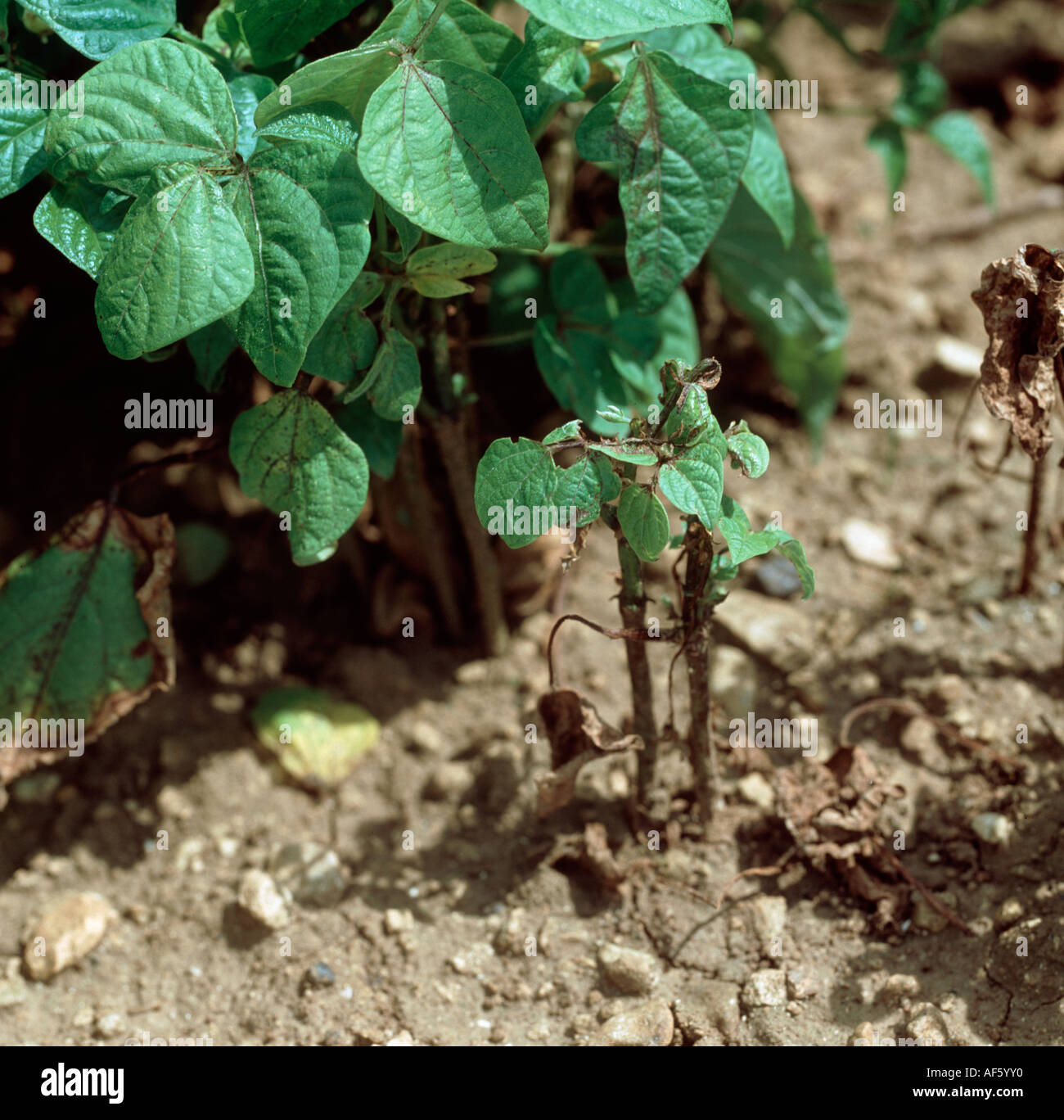 Leaf spot Ascochyta bolthauseri damage to green bean crop Stock Photo