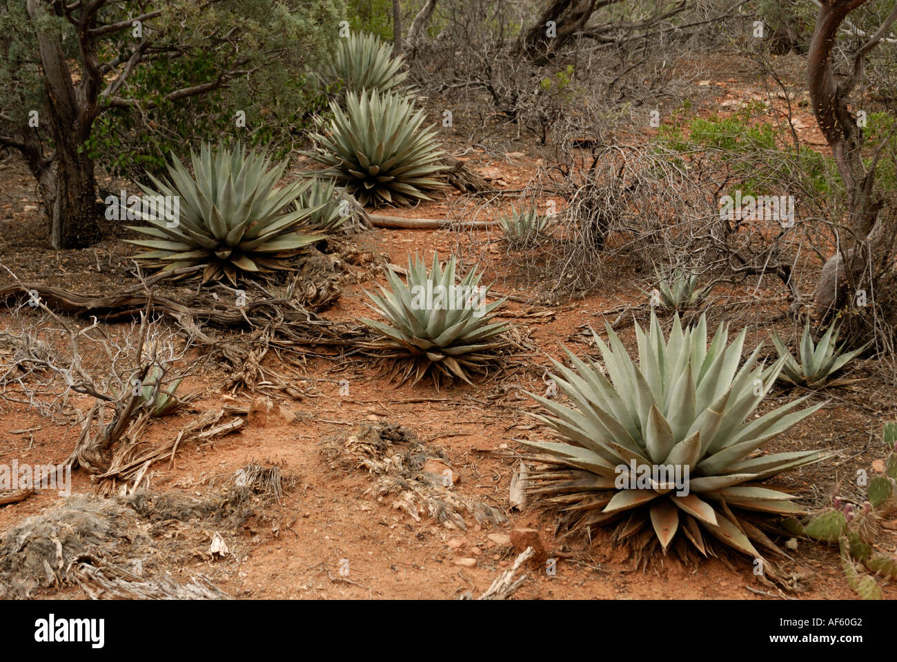 Agave, Century Plants, Agave parryi, Coconino National Forest, Arizona Stock Photo