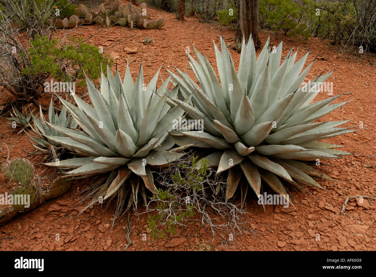 Agave, Century Plants, Agave parryi, Coconino National Forest, Arizona Stock Photo
