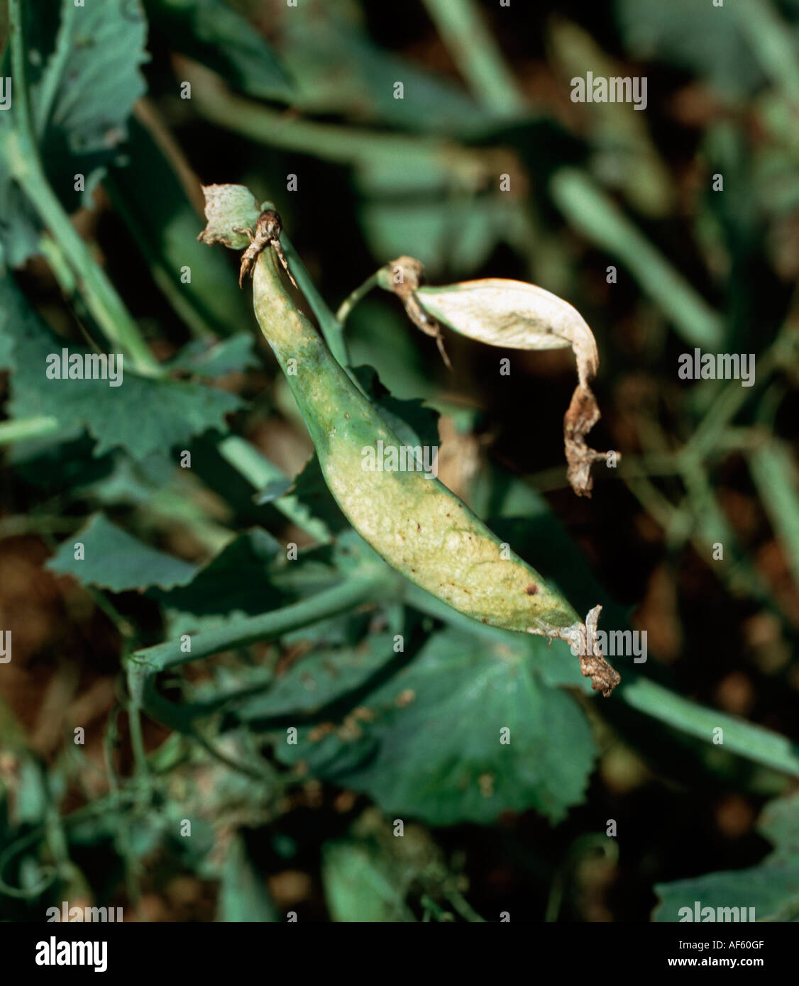 Downy mildew Peronospora pisi pea pod damage caused by the disease Stock Photo