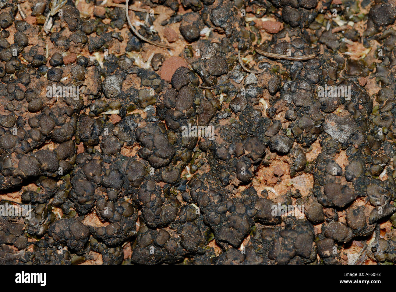 Mature biological, cryptobiotic crust on desert soil surface, Coconino National forest, Arizona Stock Photo