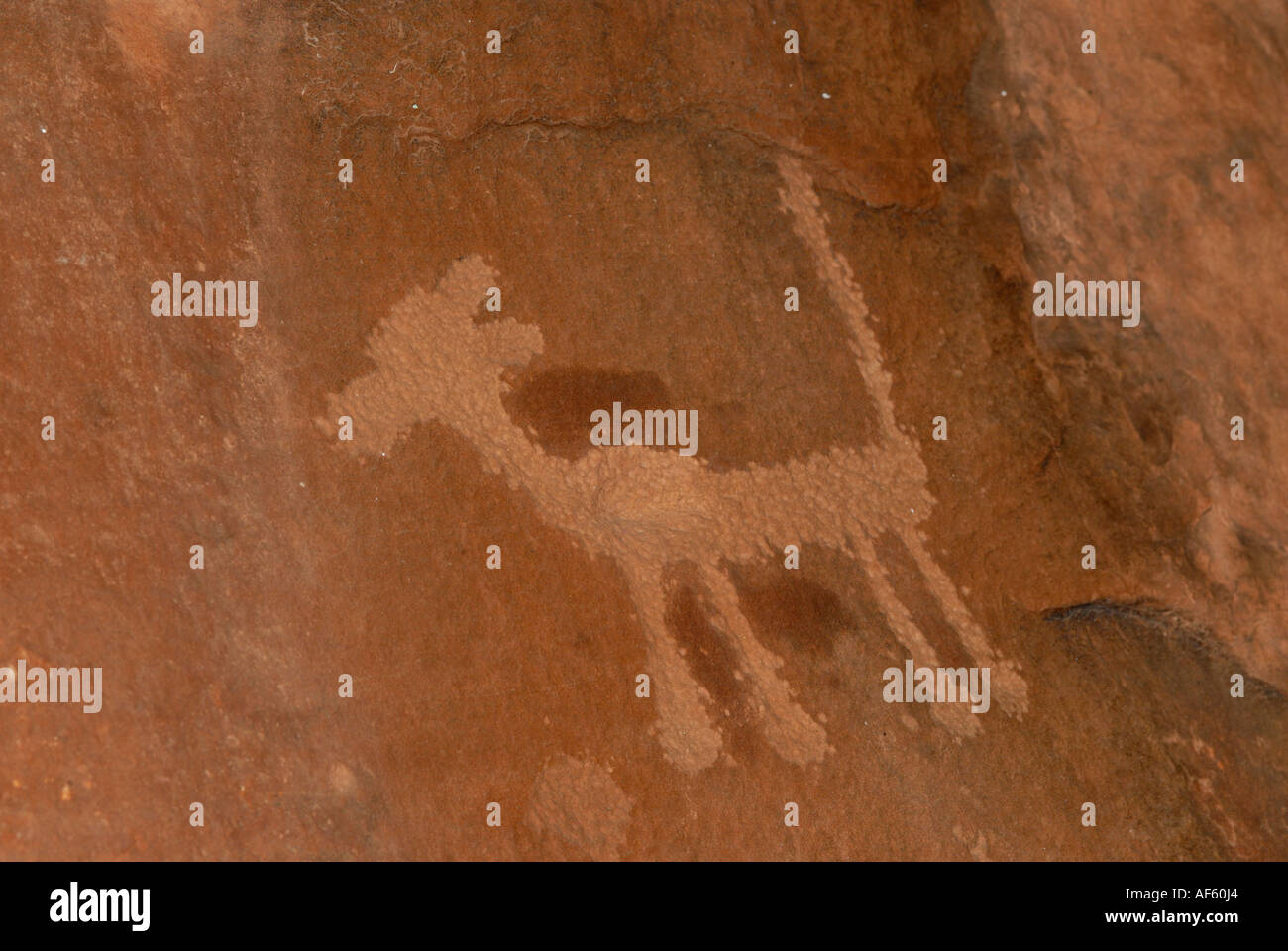 Native American petroglyph of a dog-like animal, V bar V Heritage site,  Arizona Stock Photo