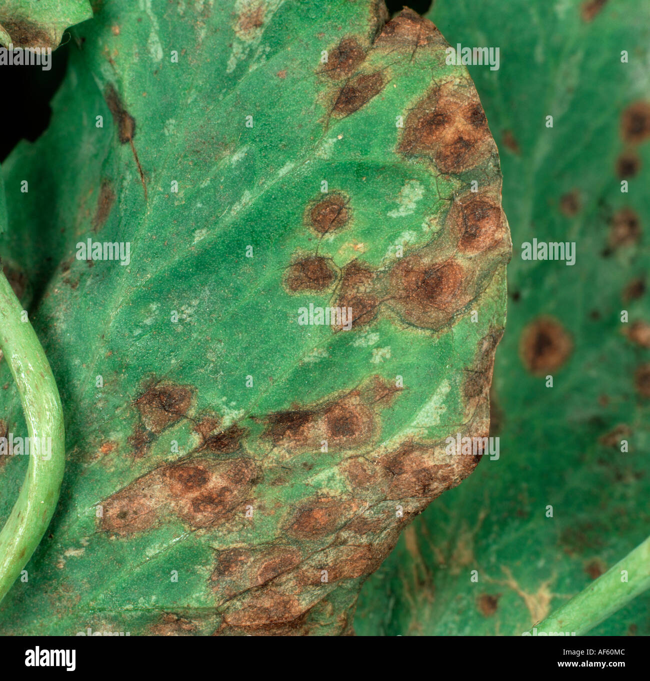 Leaf stem spot Mycosphaerella pisi spots on pea leaf Stock Photo