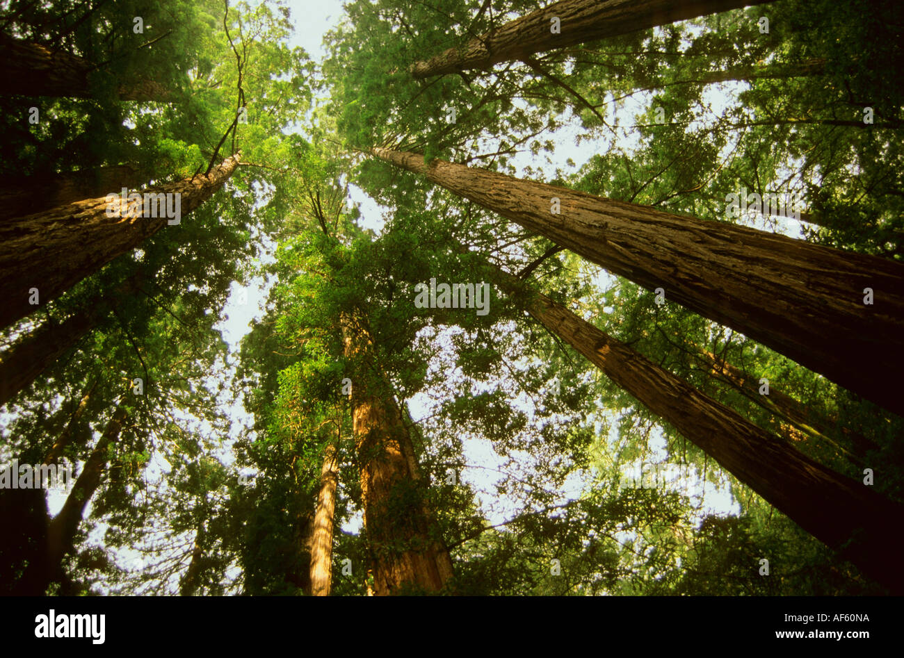 Tall and high hi-res stock photography and images - Alamy
