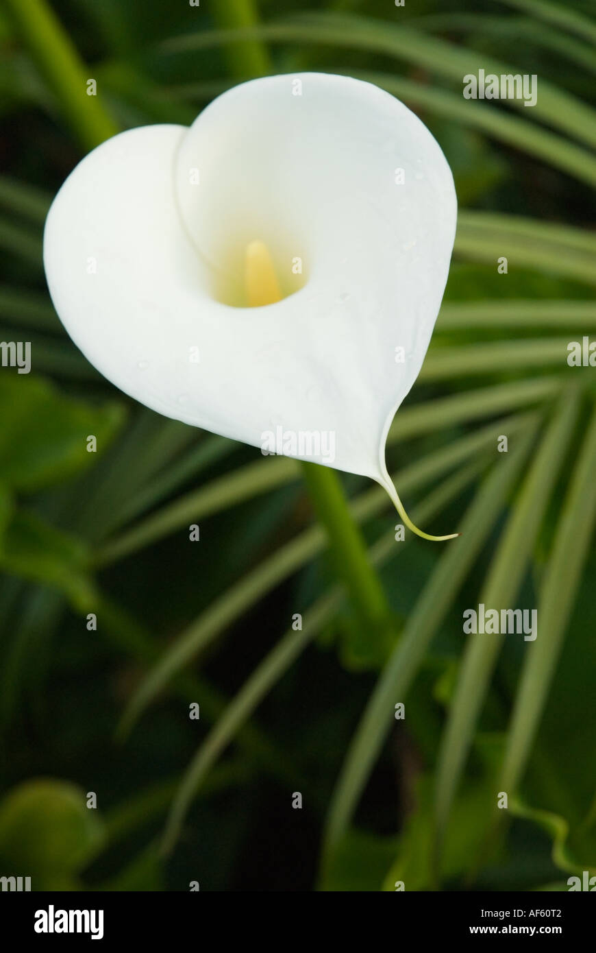 Heart shaped Calla Lily Stock Photo - Alamy
