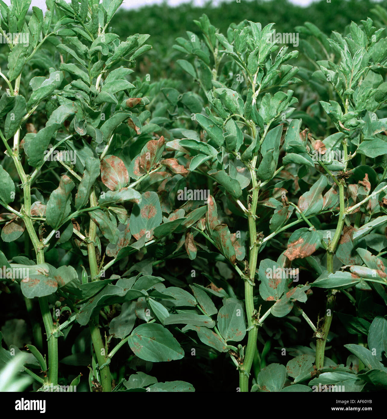 Downy mildew Peronospora viciae lesions on Vicia bean leaves Stock Photo