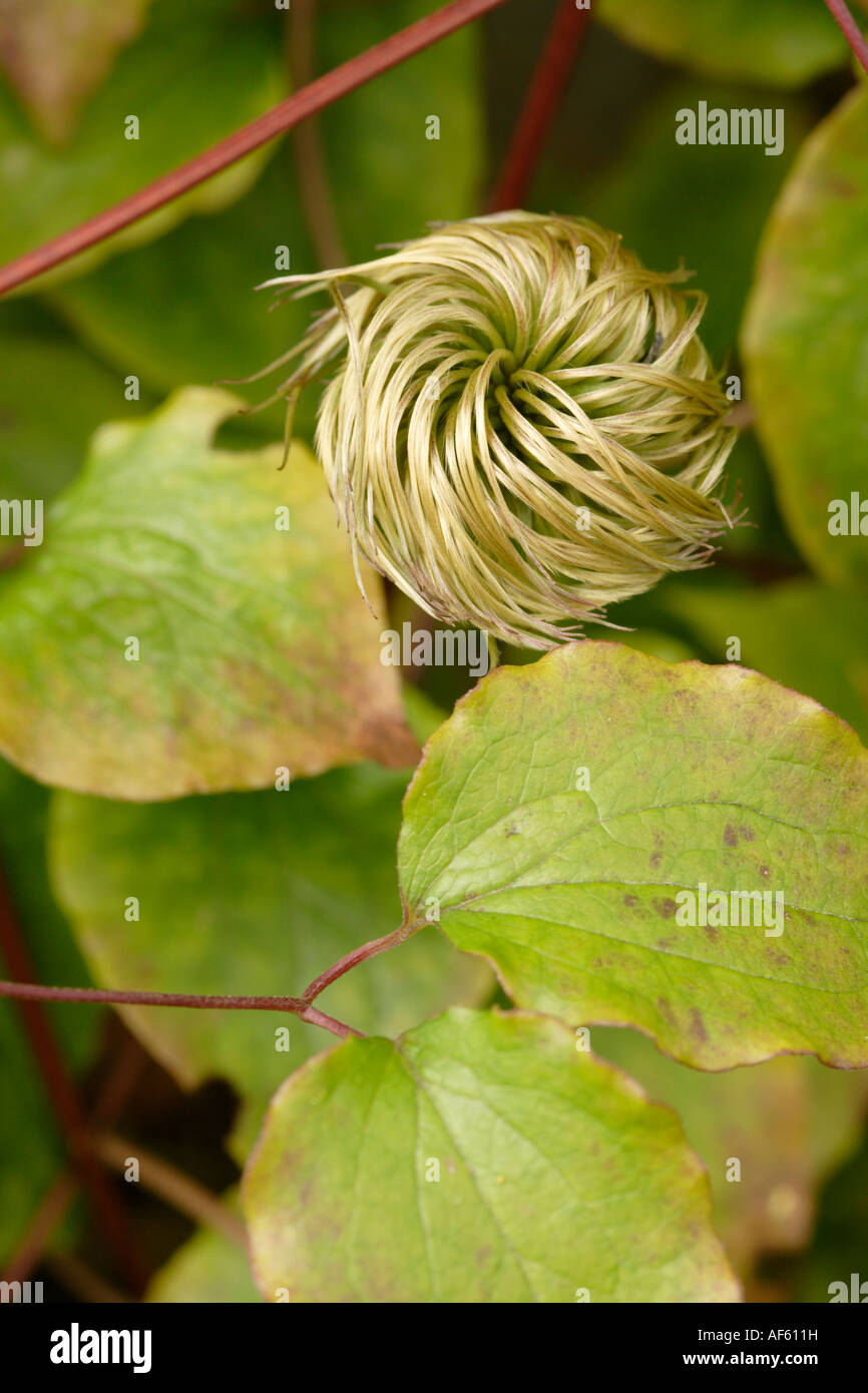 Clematis seed head close up Stock Photo