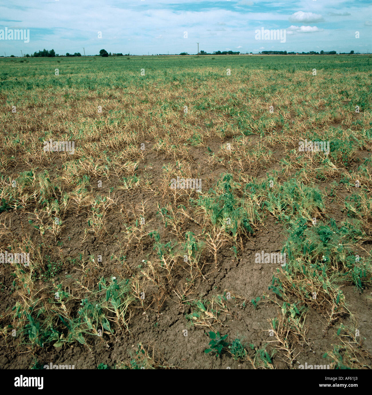 Pea crop damage caused by foot rot Fusarium solani f sp pisi Stock Photo