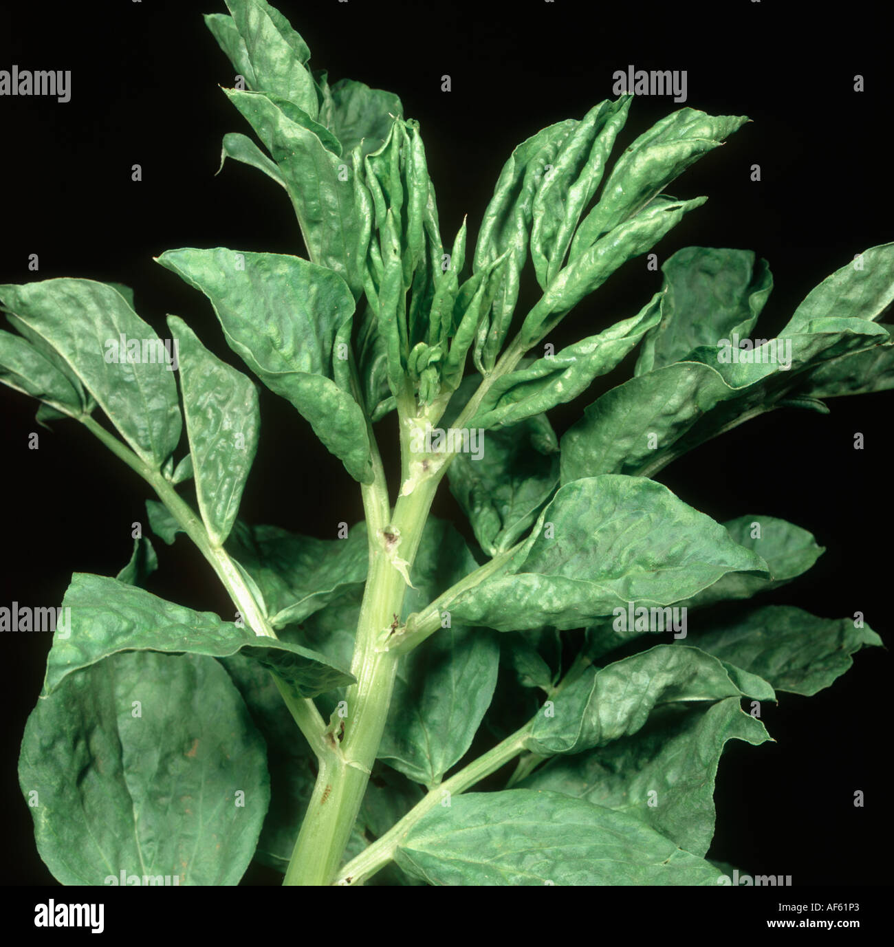 Bean yellow mosaic virus BYMV leaf curling symptom on a Vicia bean