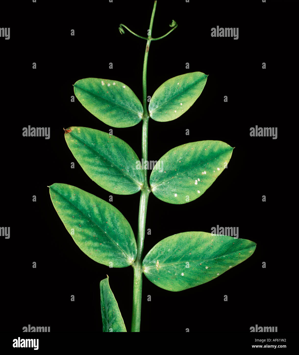 Manganese deficiency Mg deficiency symptom on a pea leaf Stock Photo