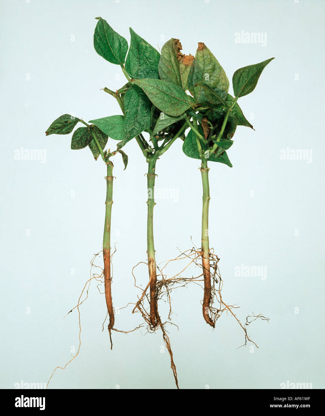 Foot rot complex Thielaviopsis basicola Fusarium etc on green Phaseolus bean seedlings Stock Photo