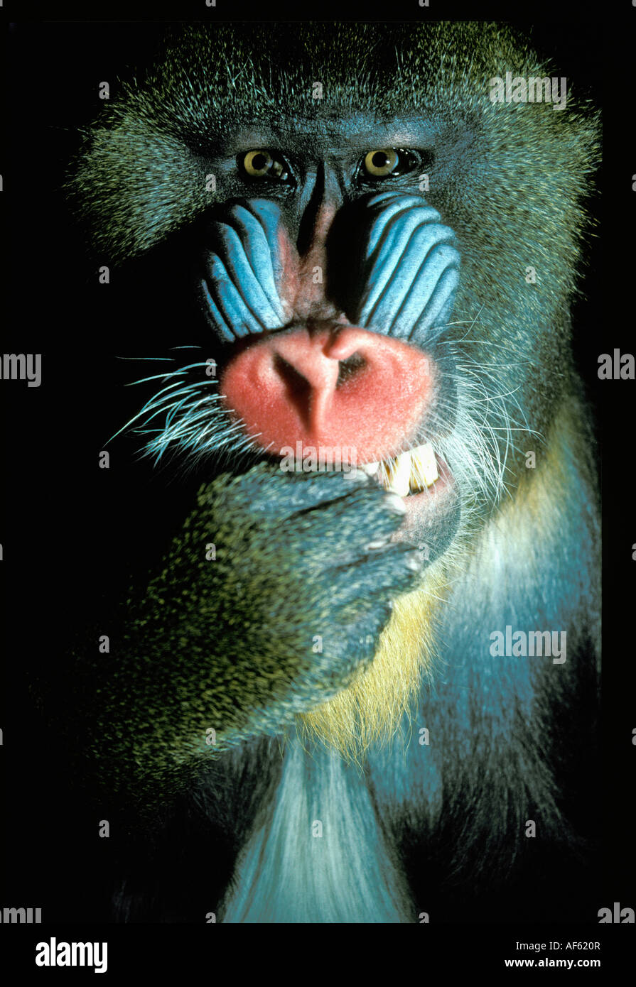 Netherlands Amsterdam Monkey called Mandril in Artis Zoo Stock Photo