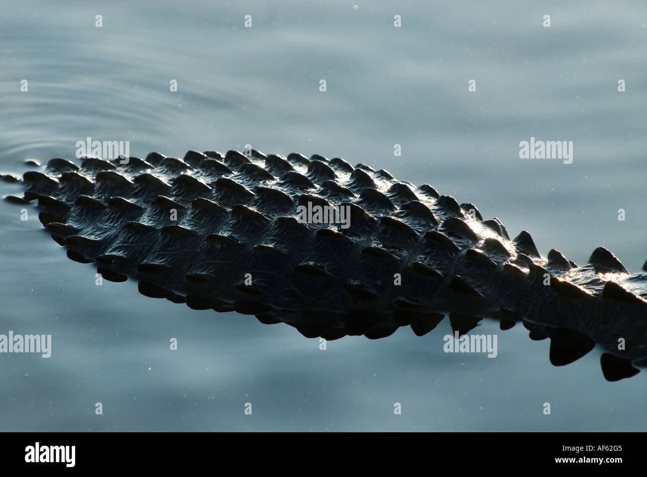 The protective bony hide of American Alligator juts above pond water line, Everglades National Park, Florida. Stock Photo
