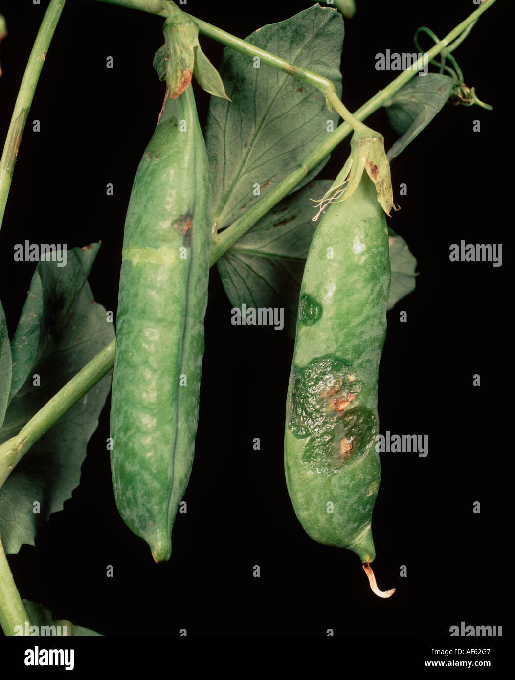 Bacterial blight Pseudomonas syringae lesions and damage to pea pod Stock Photo