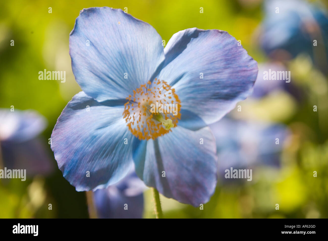 Unusual poppy colour hi-res stock photography and images - Alamy