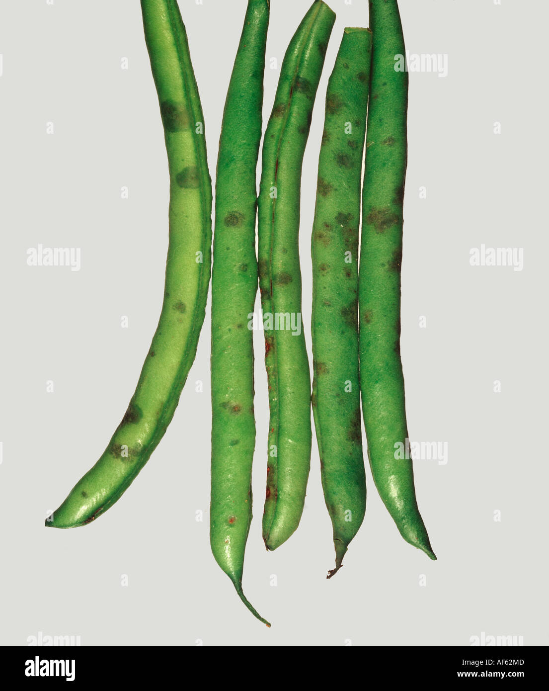 Green Phaseolus bean pods with common bacterial blight Xanthomonas campestris pv phaseoli