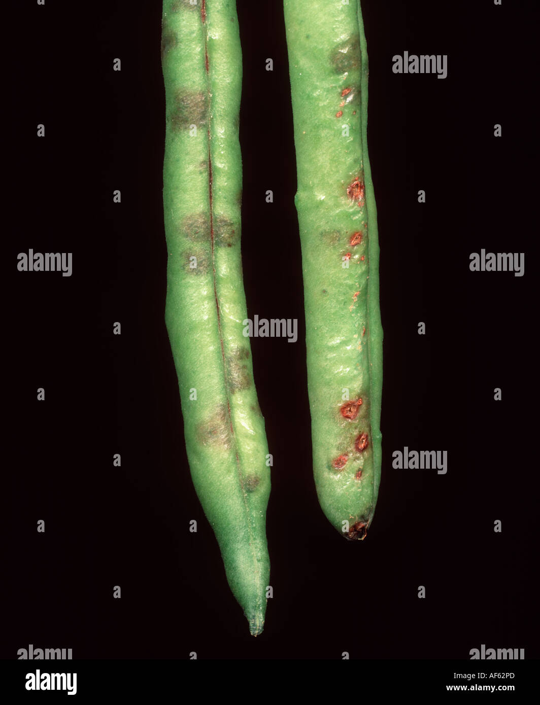 Green Phaseolus bean pods with common bacterial blight Xanthomonas