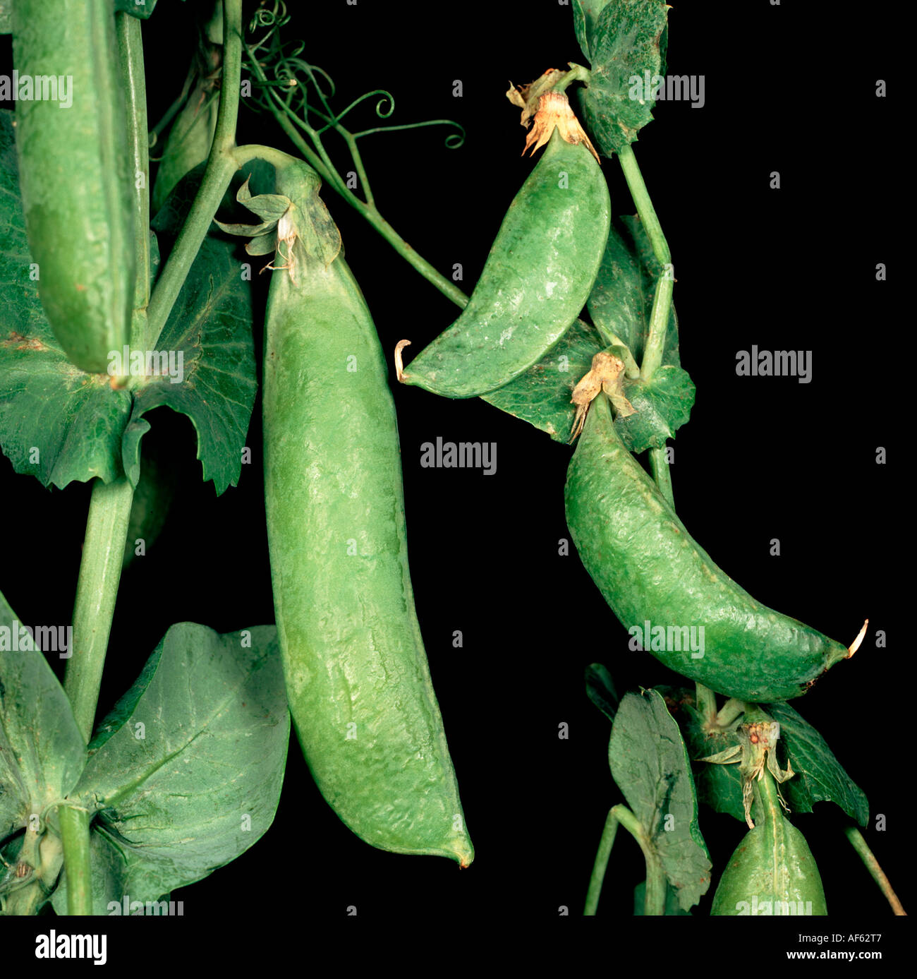 Pea seed borne mosaic virus PSbMV healthy compared to stunted pea pods ...