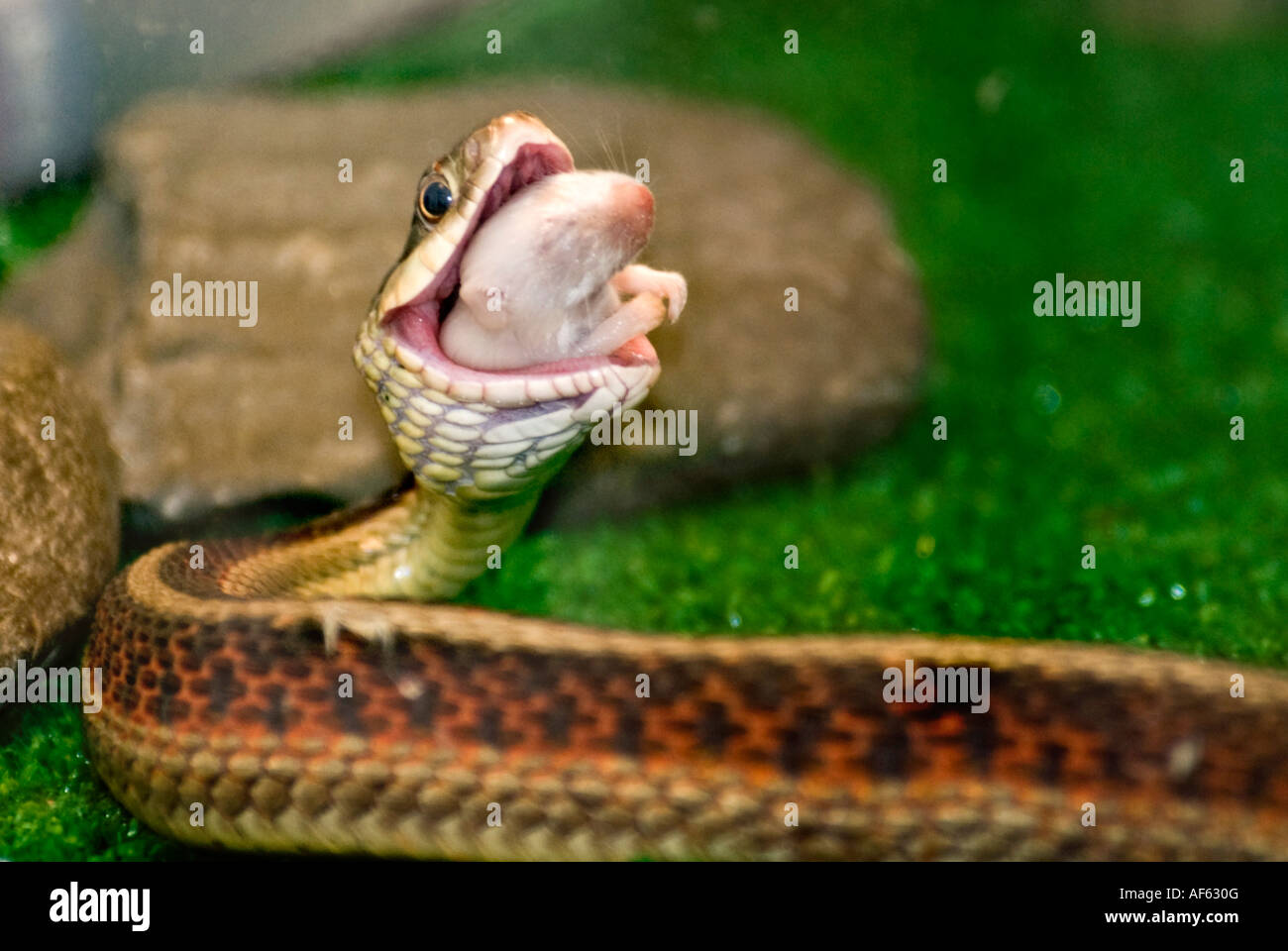 Snake eats sale mouse