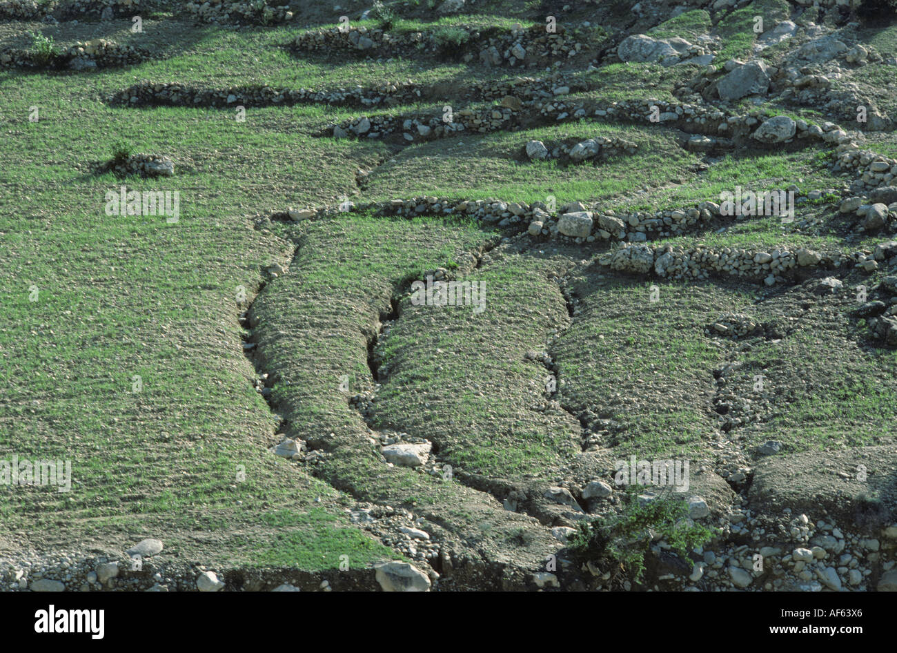 Young cereal crop on steep with gullies cut by rill erosion Morocco Stock Photo