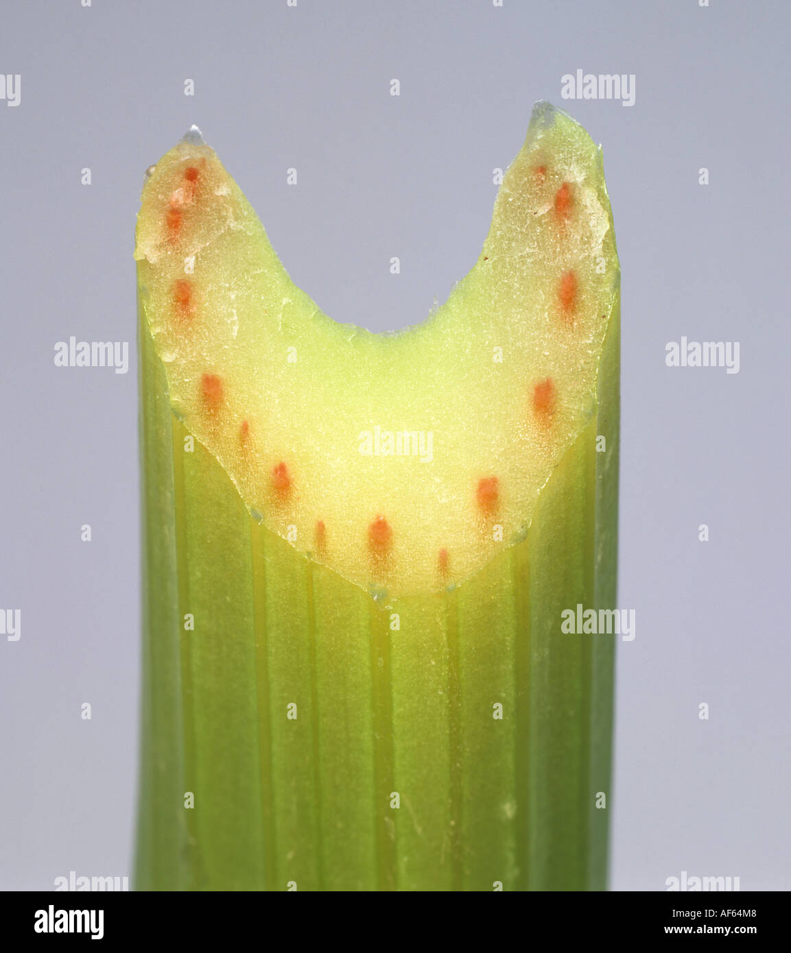 Section through a celery stem to show red dye taken up through the vascular bundles Stock Photo