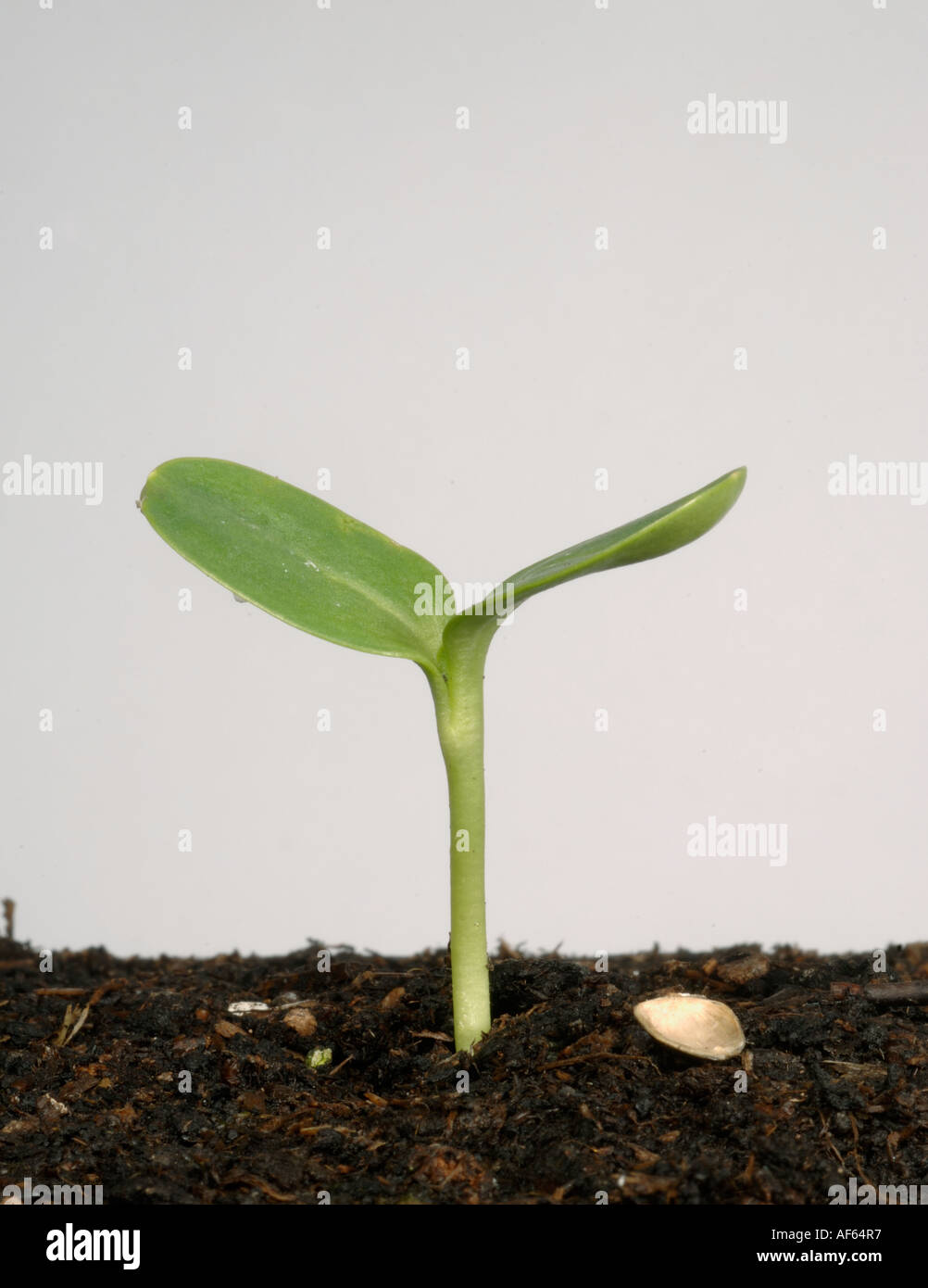 Sunflower seed germinating hires stock photography and images Alamy