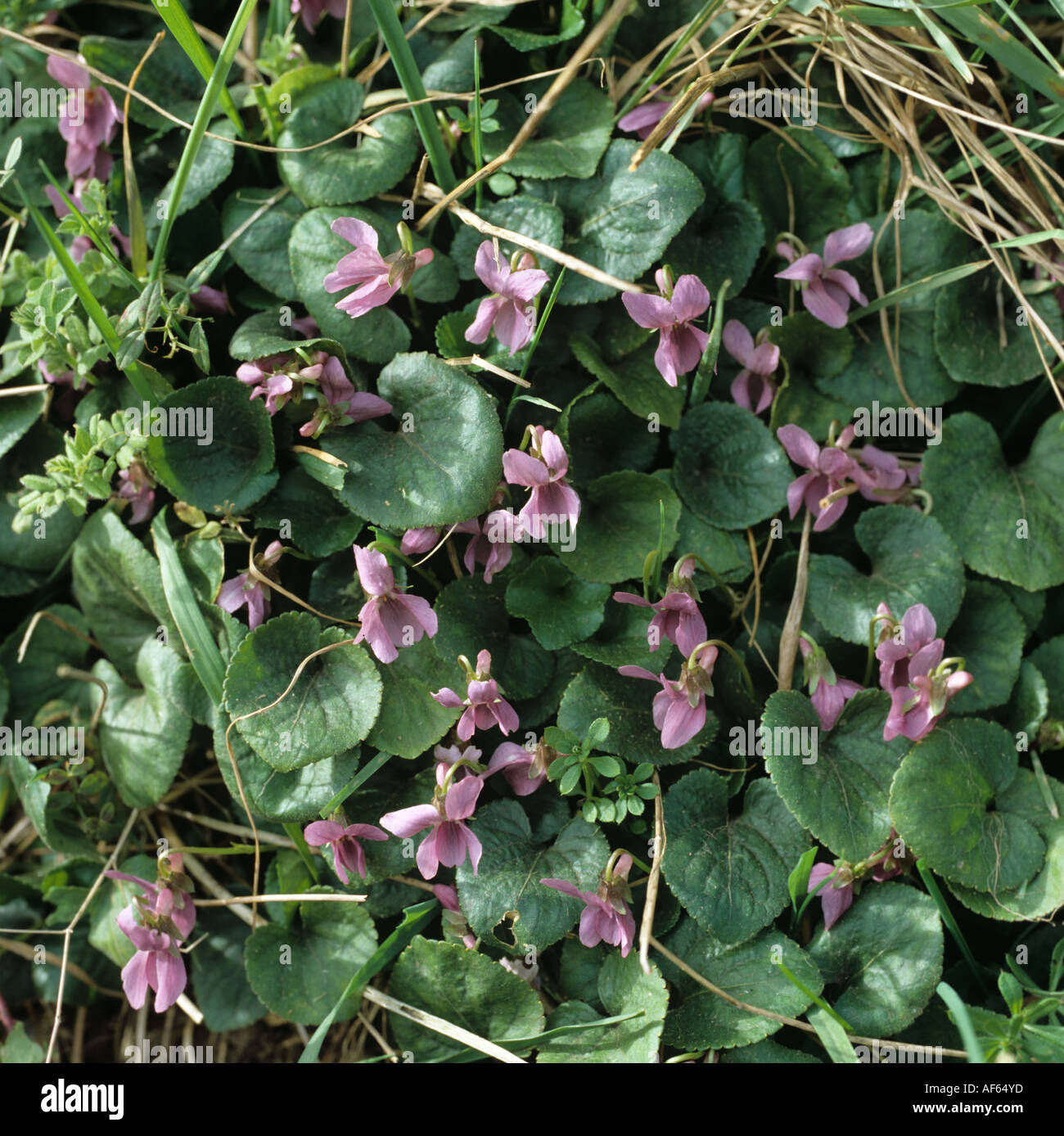 Sweet violet Viola odorata flowering plant Stock Photo
