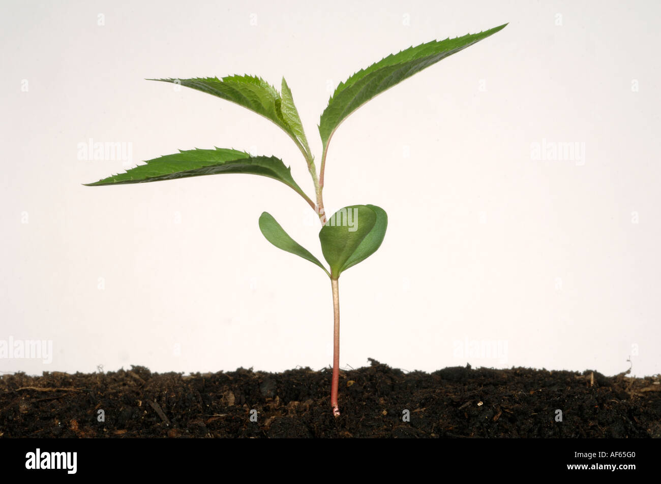 A seedling apple tree with cotyledons and three true leaves Stock Photo