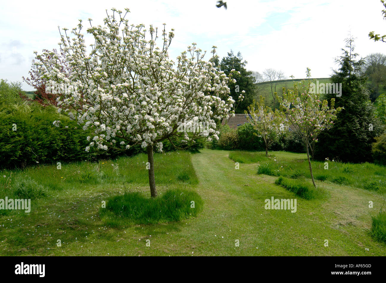 Discovery apple tree in full bloom tall grass lawns with pathways mown in a country garden Stock Photo