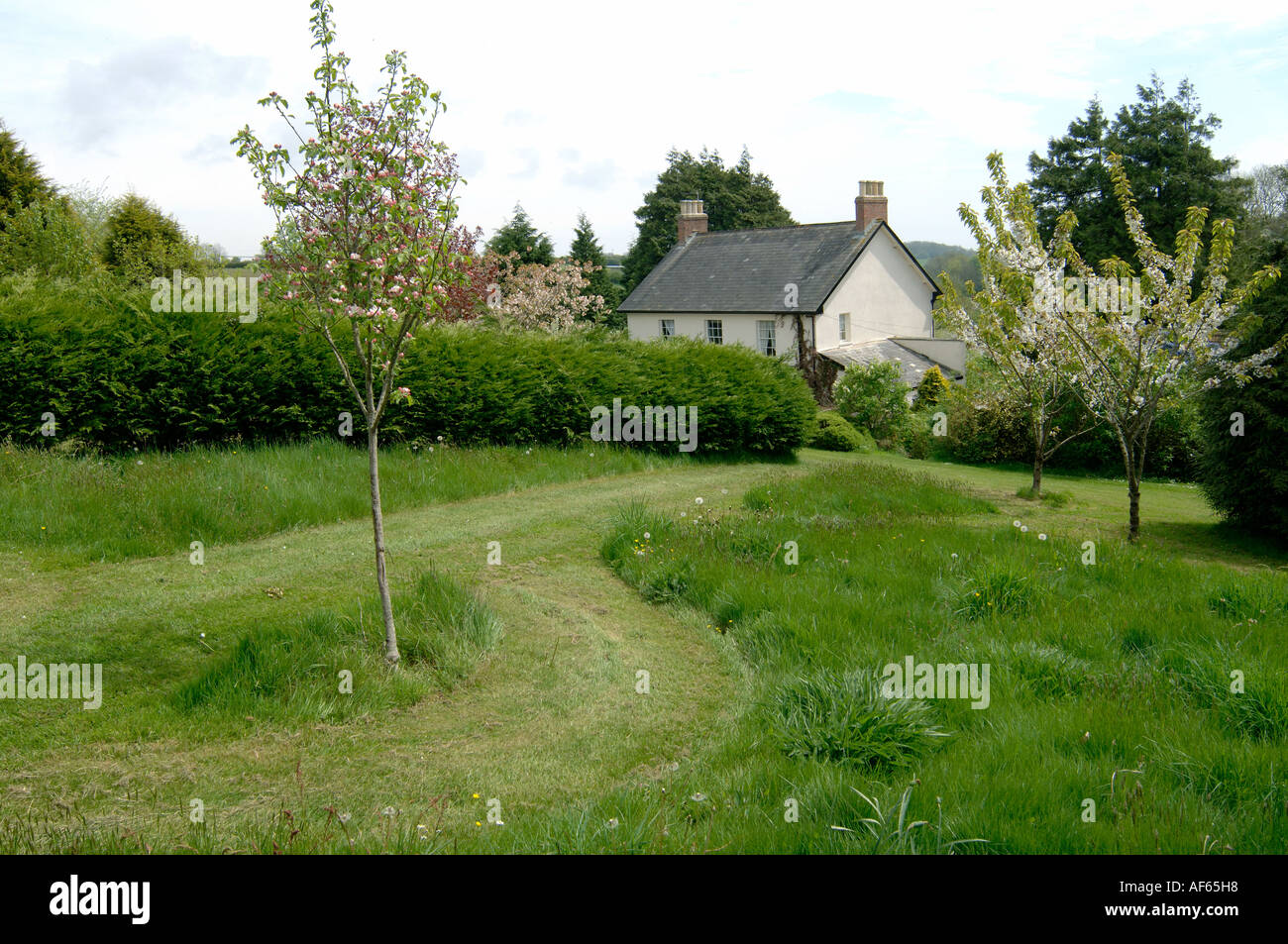 Granny Smith apple tree and cherries in full bloom tall grass lawns with pathways mown in a country garden Stock Photo
