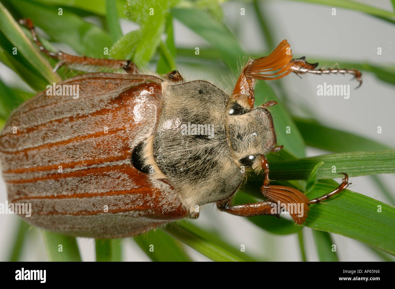 Adult cockchafer or may bug Melolontha melolontha on grass Stock Photo