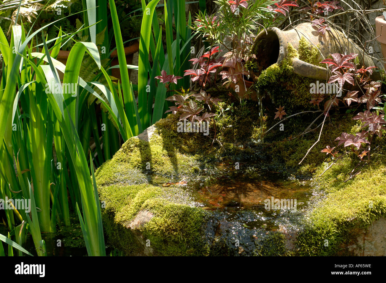 ris leaves and moss covered pot and large stone used as a pond water feature Stock Photo
