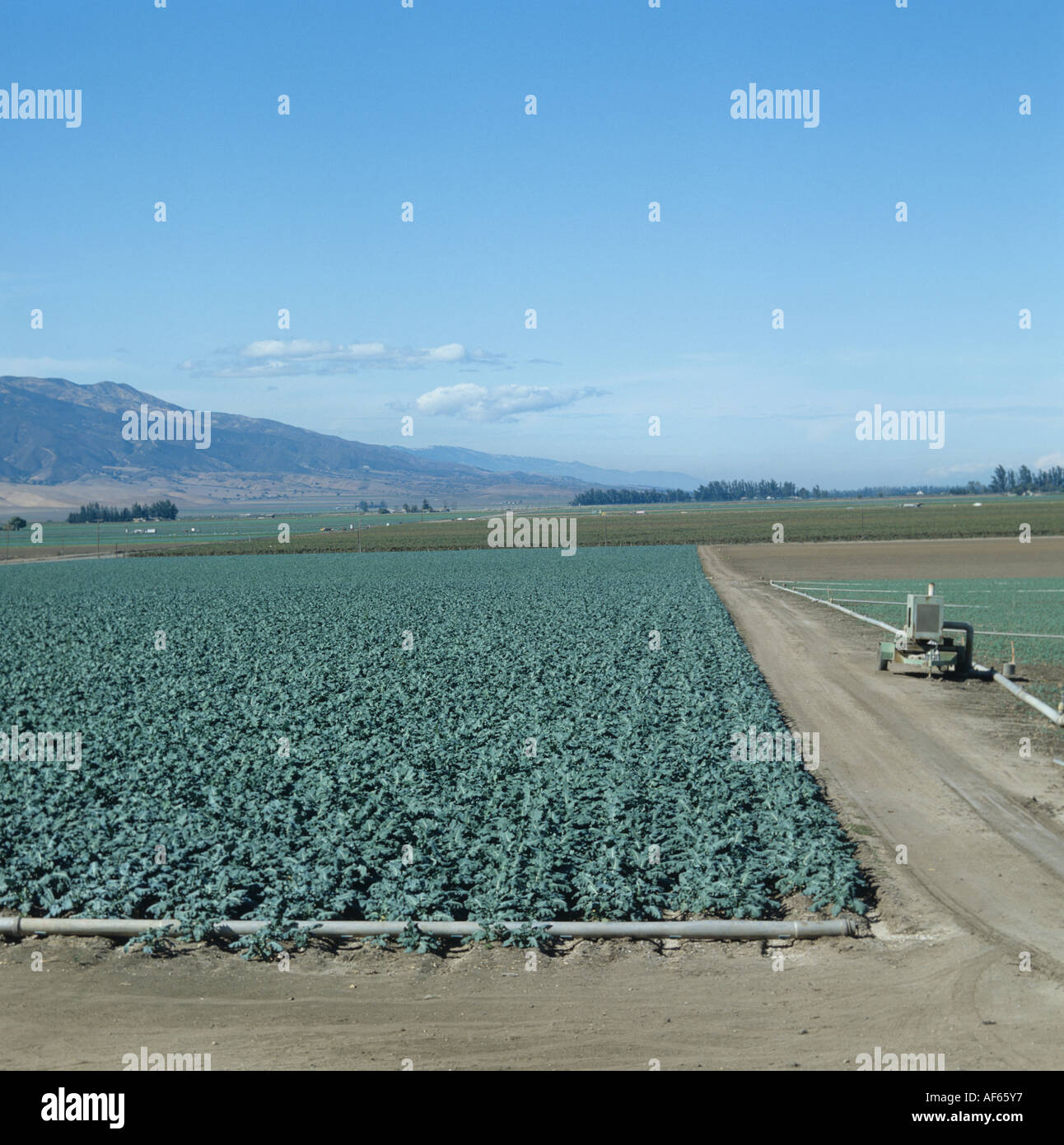 Irrigated vegetable farmland with a brassica crop California USA Stock Photo