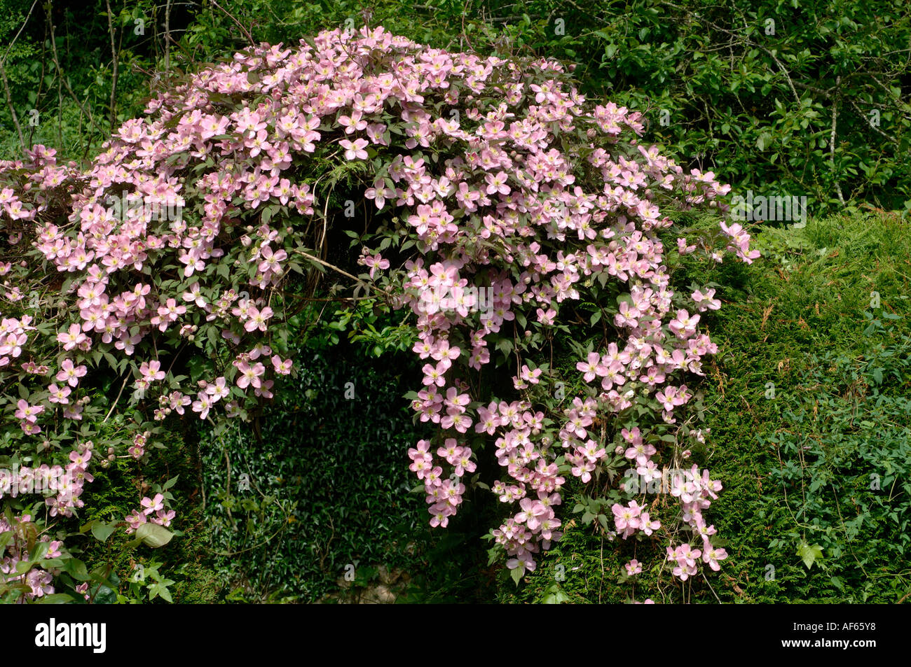 Clematis montana plant climbing over Leylandii hedge arch flowering profusely Stock Photo