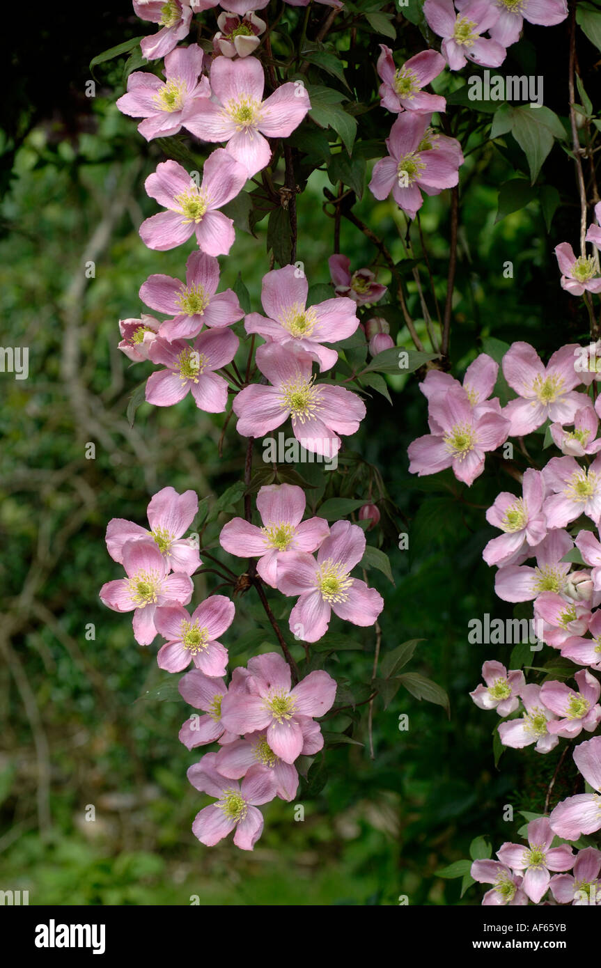 Trailing deep pink Clematis montana flower Stock Photo