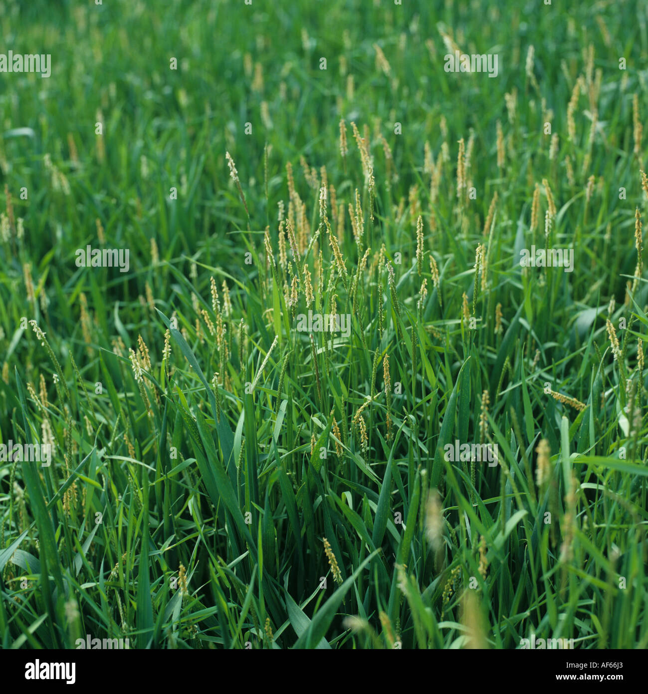 Blackgrass Alopecurus myosuroides flowering in a wheat crop at GS 35 Stock Photo Alamy