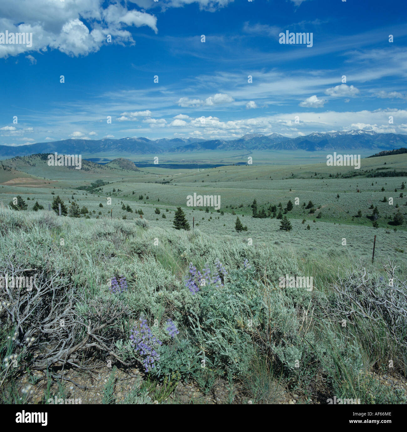 View over Rocky Mountain landscape 2000m with big sky sagebrush Montana USA Stock Photo